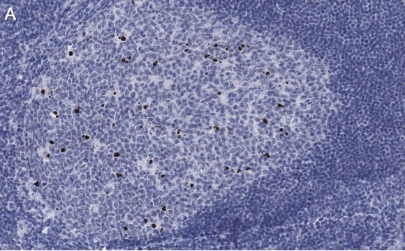 Anti-cleaved PARP-1 Antibody, clone 2G13 Antibody, ZooMAb&#174; Rabbit Monoclonal recombinant, expressed in HEK 293 cells