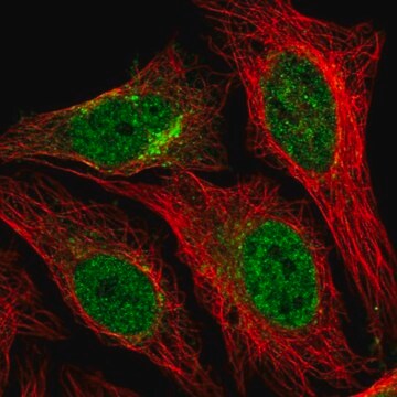 Anti-STX12 antibody produced in rabbit Prestige Antibodies&#174; Powered by Atlas Antibodies, affinity isolated antibody