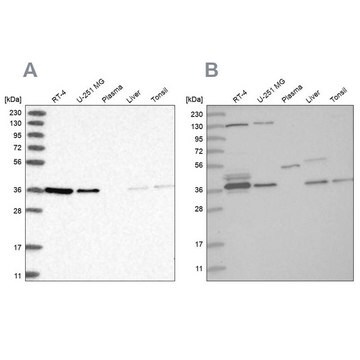 Anti-VTA1 antibody produced in rabbit Prestige Antibodies&#174; Powered by Atlas Antibodies, affinity isolated antibody