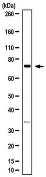 Anti-AATF Antibody/Rb-binding protein Che-1 serum, from rabbit