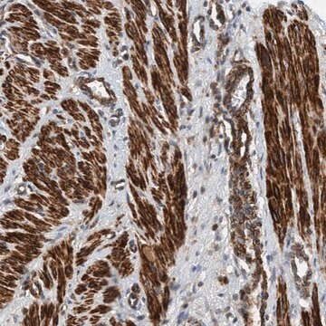 Anti-TMEM70 antibody produced in rabbit Prestige Antibodies&#174; Powered by Atlas Antibodies, affinity isolated antibody, buffered aqueous glycerol solution