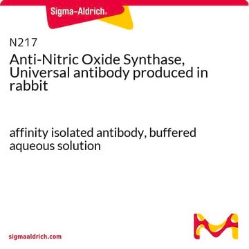 Anti-Nitric Oxide Synthase, Universal antibody produced in rabbit affinity isolated antibody, buffered aqueous solution