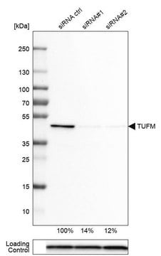 Monoclonal Anti-TUFM antibody produced in mouse Prestige Antibodies&#174; Powered by Atlas Antibodies, clone CL2242, purified immunoglobulin, buffered aqueous glycerol solution