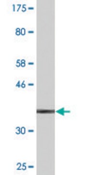 Monoclonal Anti-S100A9 antibody produced in mouse clone 4G9, purified immunoglobulin, buffered aqueous solution