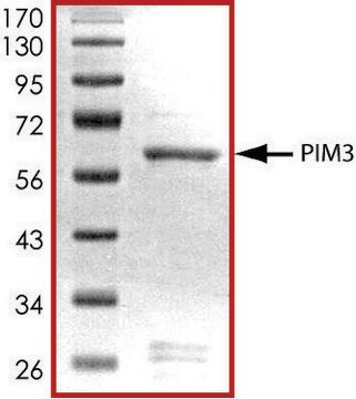 PIM3 active, GST tagged from mouse PRECISIO&#174; Kinase, recombinant, expressed in baculovirus infected Sf9 cells, &#8805;70% (SDS-PAGE), buffered aqueous glycerol solution