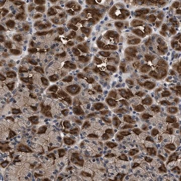 Anti-DNAJC14 antibody produced in rabbit Prestige Antibodies&#174; Powered by Atlas Antibodies, affinity isolated antibody, buffered aqueous glycerol solution