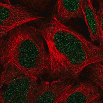 Anti-C11orf1 antibody produced in rabbit Prestige Antibodies&#174; Powered by Atlas Antibodies, affinity isolated antibody