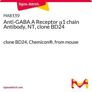 Anti-GABA-A-Rezeptor-&#945;-1-Ketten-Antikörper, NT, Klon&nbsp;BD24 clone BD24, Chemicon&#174;, from mouse