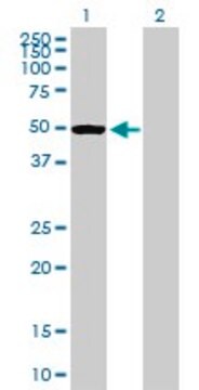 Anti-PTPN1 antibody produced in mouse purified immunoglobulin, buffered aqueous solution