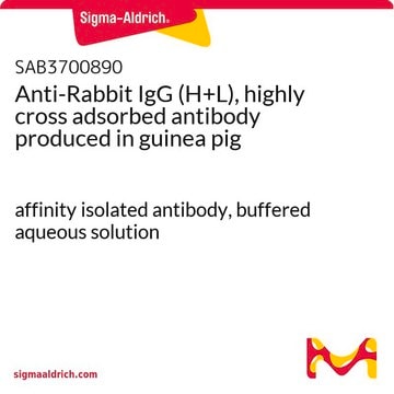 Anti-Rabbit IgG (H+L), highly cross adsorbed antibody produced in guinea pig affinity isolated antibody, buffered aqueous solution