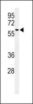 ANTI-SDR (CENTER) antibody produced in rabbit purified immunoglobulin, buffered aqueous solution