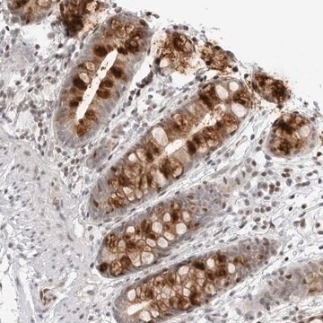 Anti-C8orf33 antibody produced in rabbit Prestige Antibodies&#174; Powered by Atlas Antibodies, affinity isolated antibody, buffered aqueous glycerol solution, ab2