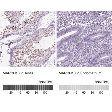 Anti-MARCH10 antibody produced in rabbit Prestige Antibodies&#174; Powered by Atlas Antibodies, affinity isolated antibody, buffered aqueous glycerol solution, Ab2