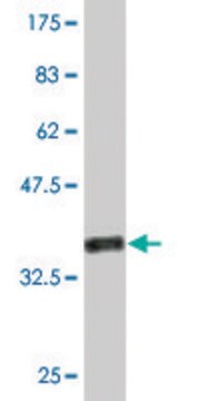 Monoclonal Anti-PRKX, (C-terminal) antibody produced in mouse clone 1H7, purified immunoglobulin, buffered aqueous solution