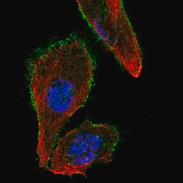 Anti-MAPK8IP1 antibody produced in rabbit Prestige Antibodies&#174; Powered by Atlas Antibodies, affinity isolated antibody