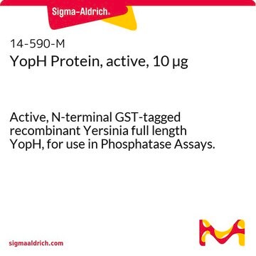 YopH Protein, active, 10 &#181;g Active, N-terminal GST-tagged recombinant Yersinia full length YopH, for use in Phosphatase Assays.