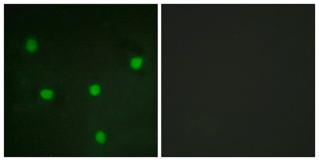 Anti-RBL1 antibody produced in rabbit affinity isolated antibody