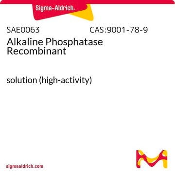 Alkaline Phosphatase Recombinant solution (high-activity)