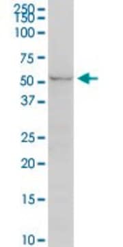 Monoclonal Anti-UGT2B7 antibody produced in mouse clone 8D12, purified immunoglobulin