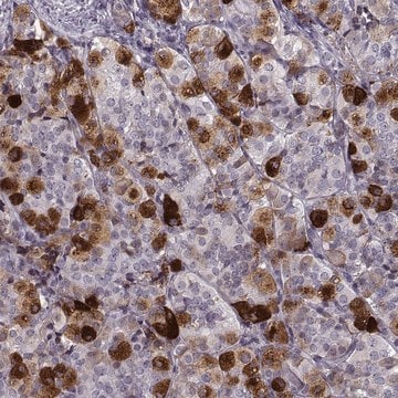 Anti-GAL antibody produced in rabbit Prestige Antibodies&#174; Powered by Atlas Antibodies, affinity isolated antibody, buffered aqueous glycerol solution