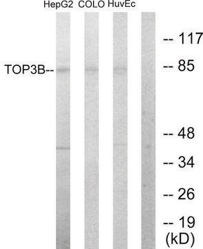 Anti-TOP3B antibody produced in rabbit affinity isolated antibody