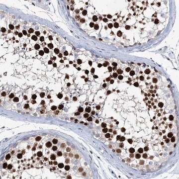 Anti-LRRFIP2 antibody produced in rabbit Prestige Antibodies&#174; Powered by Atlas Antibodies, affinity isolated antibody, buffered aqueous glycerol solution