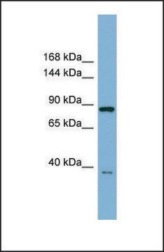 Anti-FAM62C antibody produced in rabbit affinity isolated antibody