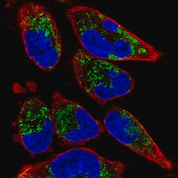 Anti-TMEM71 antibody produced in rabbit Prestige Antibodies&#174; Powered by Atlas Antibodies, affinity isolated antibody