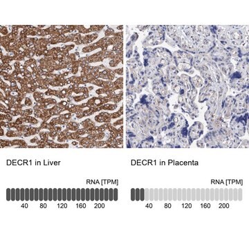 Anti-DECR1 antibody produced in rabbit Prestige Antibodies&#174; Powered by Atlas Antibodies, affinity isolated antibody, buffered aqueous glycerol solution, Ab3