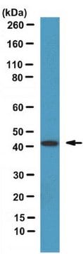 Anti-Septin-2 Antibody serum, from rabbit