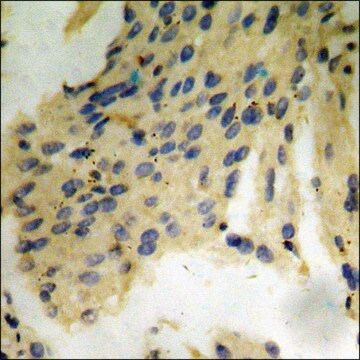 Anti-phospho-Tau (pThr212) antibody produced in rabbit affinity isolated antibody