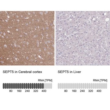 Anti-SEPT5 antibody produced in rabbit Prestige Antibodies&#174; Powered by Atlas Antibodies, affinity isolated antibody, buffered aqueous glycerol solution