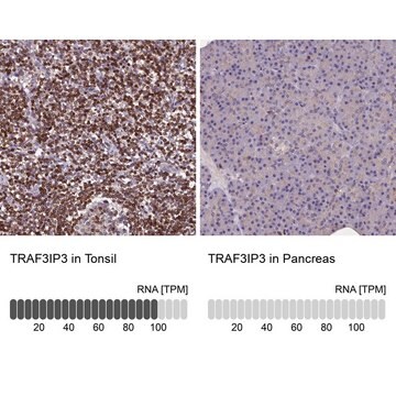 Anti-TRAF3IP3 antibody produced in rabbit Prestige Antibodies&#174; Powered by Atlas Antibodies, affinity isolated antibody, buffered aqueous glycerol solution