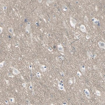 Anti-HTR1F antibody produced in rabbit Prestige Antibodies&#174; Powered by Atlas Antibodies, affinity isolated antibody, buffered aqueous glycerol solution