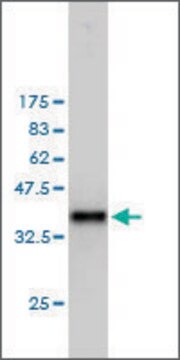 Monoclonal Anti-PTTG1 antibody produced in mouse clone 1D9, purified immunoglobulin, buffered aqueous solution