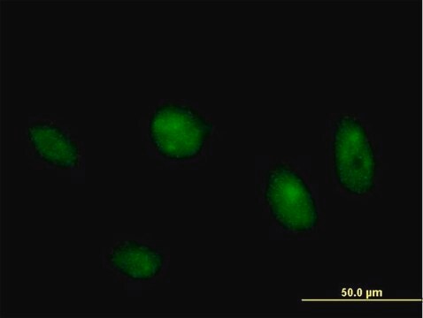 Anti-MAPK8 antibody produced in mouse purified immunoglobulin, buffered aqueous solution