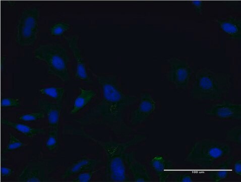 Monoclonal Anti-LCAT antibody produced in mouse clone 4A9, purified immunoglobulin, buffered aqueous solution