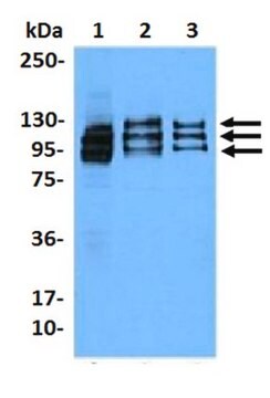 Anti-NFATc1 Antibody, clone 7A6 clone 7A6, from mouse