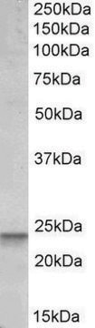 Anti-BBC3 antibody produced in goat affinity isolated antibody, buffered aqueous solution