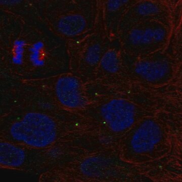 Anti-ZNF620 antibody produced in rabbit Prestige Antibodies&#174; Powered by Atlas Antibodies, affinity isolated antibody