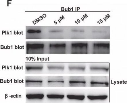 Monoclonal Anti-hPlk1 (Polo Like Kinase 1) antibody produced in mouse ~2&#160;mg/mL, clone 35-206, purified immunoglobulin, buffered aqueous solution