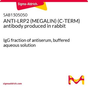 ANTI-LRP2 (MEGALIN) (C-TERM) antibody produced in rabbit IgG fraction of antiserum, buffered aqueous solution