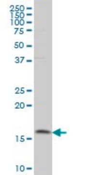 Monoclonal Anti-MAGOH antibody produced in mouse clone 4H8, purified immunoglobulin, buffered aqueous solution