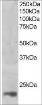 Anti-MAGOH (C-terminal) antibody produced in goat affinity isolated antibody, buffered aqueous solution