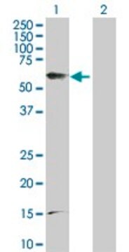 抗PTGER4抗体 ウサギ宿主抗体 purified immunoglobulin, buffered aqueous solution