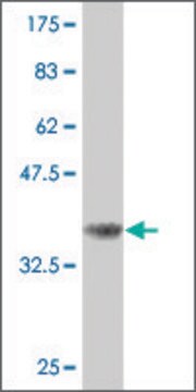 Monoclonal Anti-CDC25B antibody produced in mouse clone 7E8, purified immunoglobulin, buffered aqueous solution