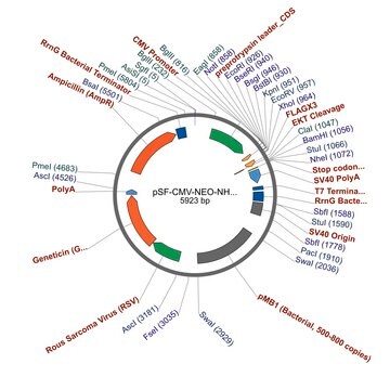 pSF-CMV-NEO-NH2-PPT-COOH-3XFLAG plasmid vector for molecular cloning