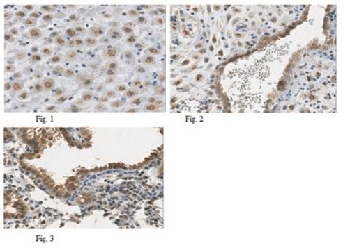 Anti-Bst2 Antibody from rabbit, purified by affinity chromatography