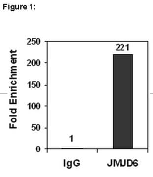 ChIPAb+ JMJD6 - przeciwciało z walidacją ChIP i zestaw starterów from rabbit, purified by affinity chromatography