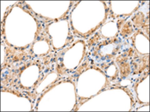 Anti-RAB11A affinity isolated antibody